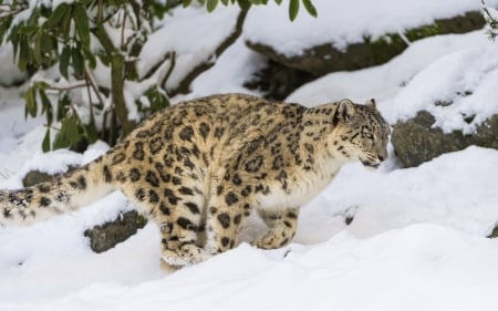 Leopard - animal, leopard, jump, snow