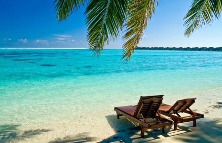 Beach - beach, sand, tree, water