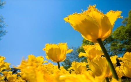 * TULIPS * - nature, yellow, tulips, flowers, flower