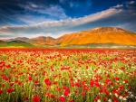 * ITALY-Castelluccio di Norcia Umbria *