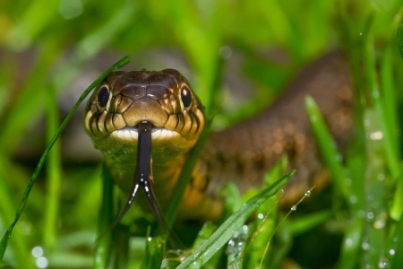 ..in the grass.. - popular, animals, photography, predators, perdatory animals, grass, wild animals, reptiles, wildlife, wallpaper, nature, abstract, wilderness, snakes, close-up, snake, wild