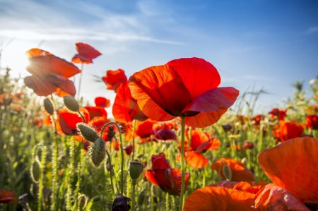 * RED AND BEAUTY ON FIELD * - flowers, field, flower, nature