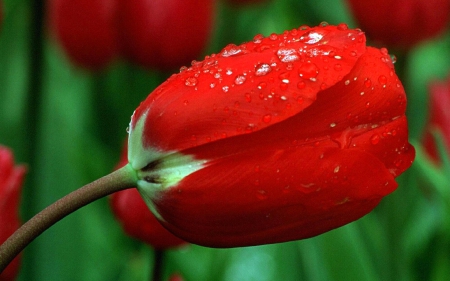 Red tulip - petals, tulip, stem, dew, drops, flower