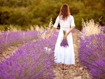 Beautiful young woman, holding lavender in a field