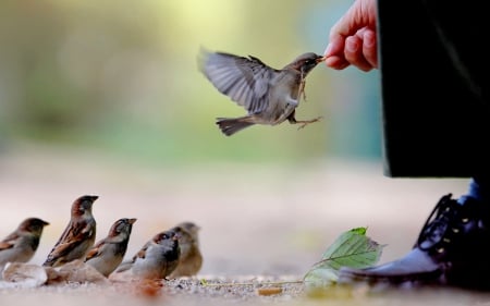 HAND that GIVES - birds, hand, feeding, sparrows, man