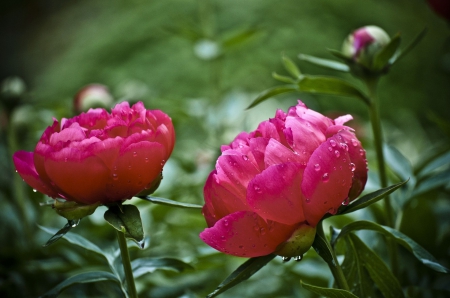 * PEONIES * - flowers, peonies, flower, nature