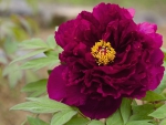 * PEONY *