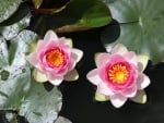 * WATER LILY *