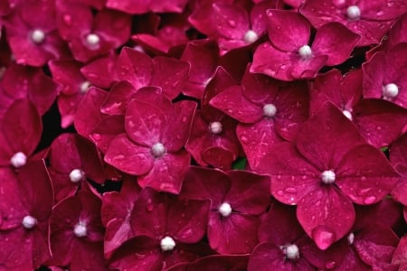 * HYDRANGEA * - flowers, flower, nature, hydrangea