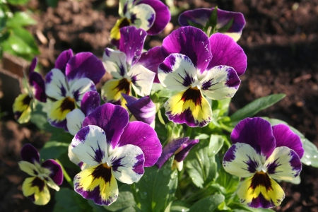 * Pansies * - nature, flowers, flower, pansies