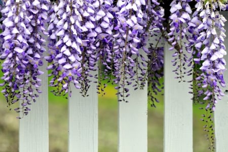 * - flowers, violet, flower, nature