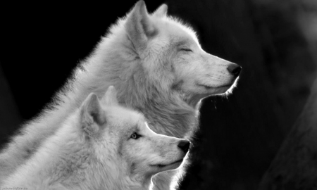 respect - photography, ernst scharfetter, wolves, conservation, black, white, nature, bw, arctic wolves, animals, wild