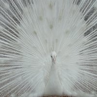 Albino Peacock