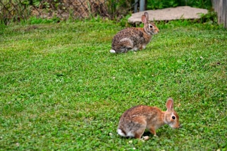 A Couple Of Hares - rabbits, a couple of hares, bunnies, hares