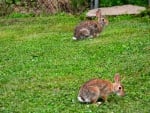 A Couple Of Hares