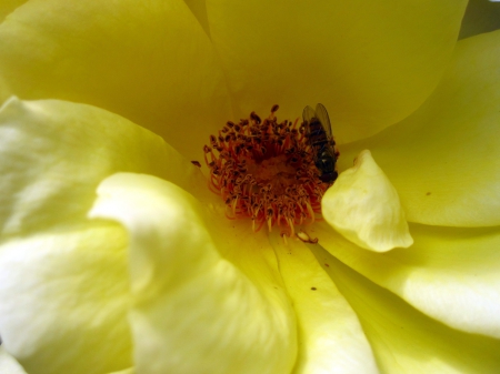 Yellow flower - flowers, fly, photography, macro, flower