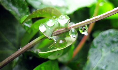 Drops - nature, green, macro, drops, leaves