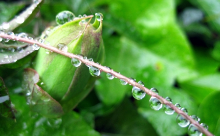 Raindrops - nature, rain, photography, green, drops, flower