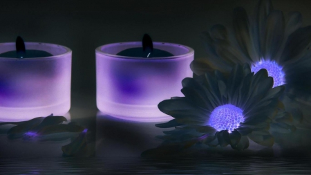 Lavender Candles - daisies, flower, lavender, candles