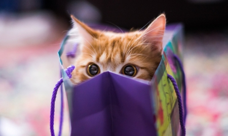 Kitten hiding in a blue bag - kitten, eyes, blue bag, shopping, bag, cat, animals