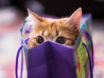 Kitten hiding in a blue bag