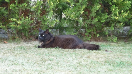 The rest of His Majesty - Garden, Angorra, Cat, Rest