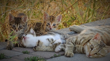 Cats - hat, pretty, cat face, beautiful, lovely, paws, cat, kitten, cute, cats, face, sleeping, animals, kitty