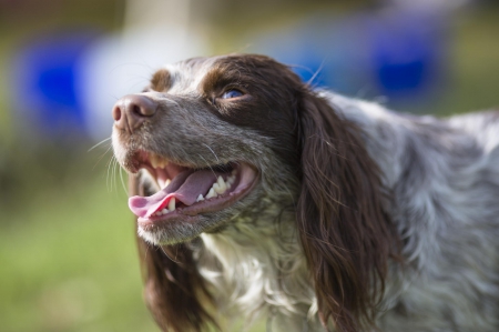 Dog - pretty, puppys, beautiful, dog, lovely, sweet, animal, dogs, cute, puppy, animals