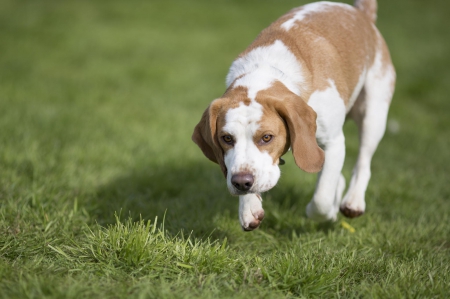 Beagle - pretty, puppys, beautiful, dog, lovely, sweet, animal, dogs, cute, puppy, animals