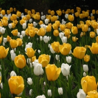 A field of tulip