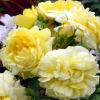 Yellow roses