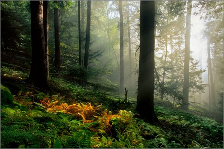 Island in Time - tress, nature, color, forest, Island in Time