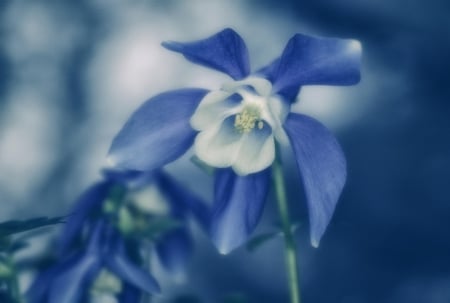 Magic blue - blue, magic, flowers, spring, flower