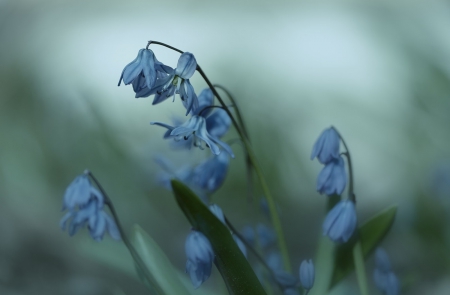 Blue - flowers, small, blue, flower