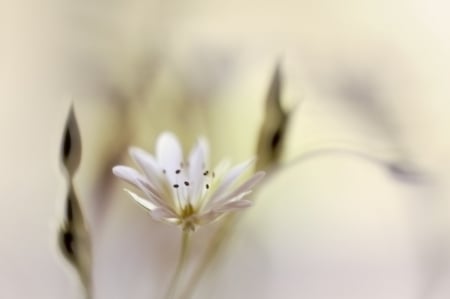 White - white, nature, flower, petals