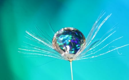 Macro - water drop, dandelion, blue, dew