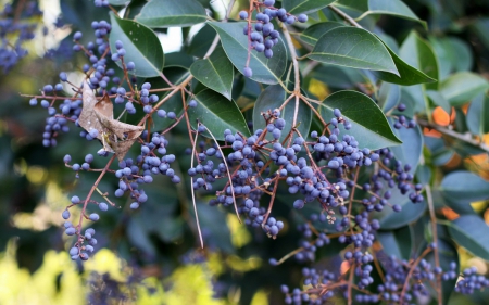 Berries - branch, green, berry, fruit, blueberry, leaf