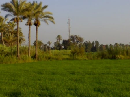 From Egypt - field, date, palm, egypt