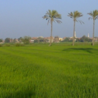 Fields in EGYPT