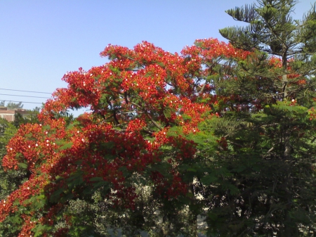 Ficus Flowers - Ficus, my, Flowers, garden