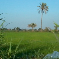 Rice fields