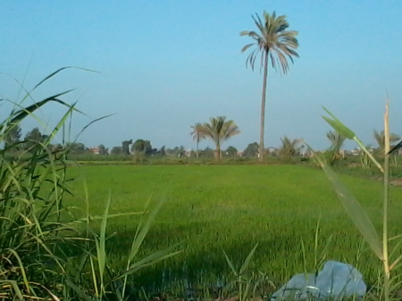 Rice fields - fields, rice, egypt, in