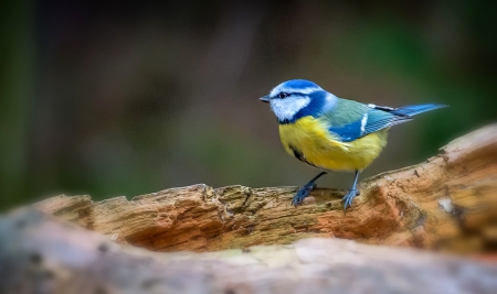 Bird - nature, yellow, bird, beautiful