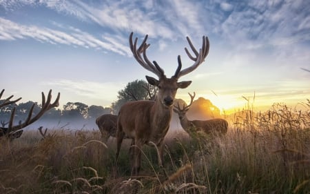 Deers - animal, nature, deer, horns