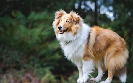 Lassie? - collie, white, fluffy, dog, animal, orange, cute