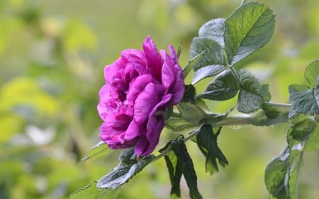 Rose - purple, green, rose, leaf, flower, pink