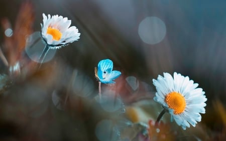 Daisies - white, flower, bokeh, yellow, macro, blue, daisy