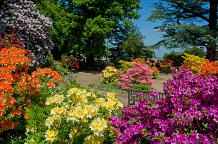 Azalea garden - pretty, Azalea, beautiful, fragrance, lovely, walk, alleys, rest, flowers, scent, garden, park