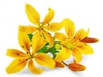 Yellow lilies