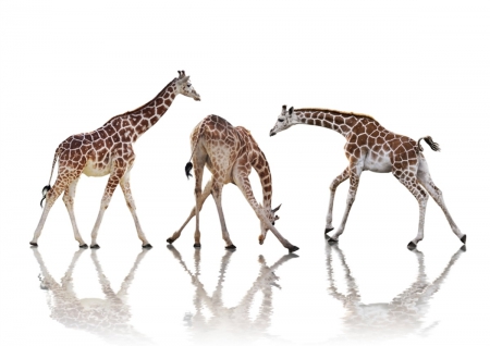 Giraffe dance - giraffe, wild life, animals, legs